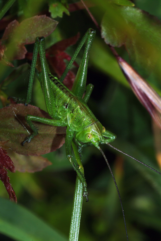 Livorno - Da determinare 2